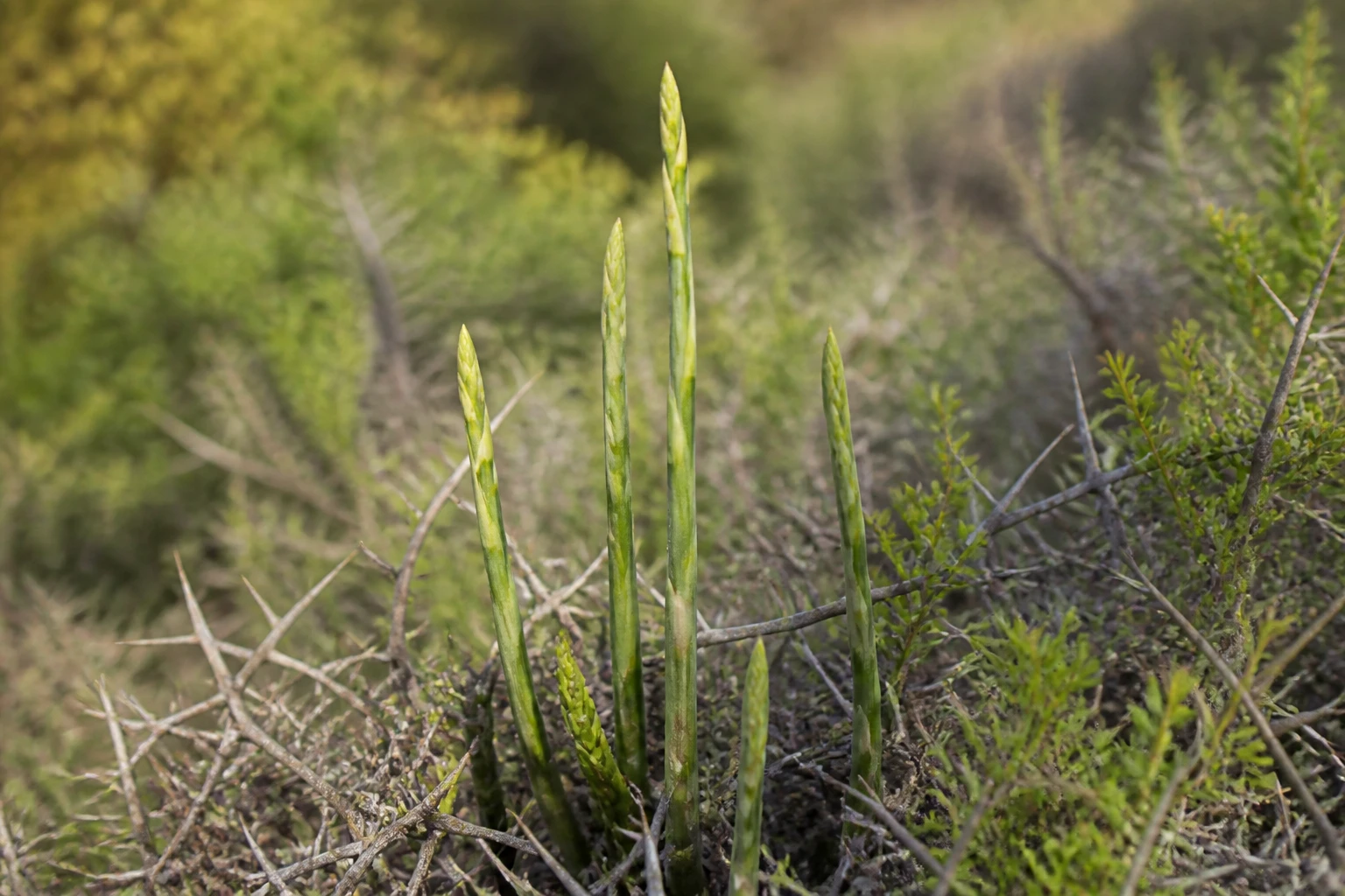 Asperge sauvage toxique : identifier le vrai risque avant de cueillir